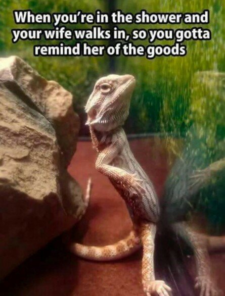Funny Lizard Chillin’ Funny Lizard Chillin’